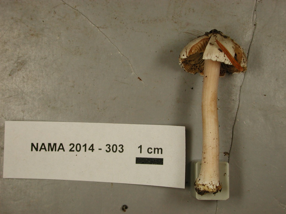 Inocybe albodisca image