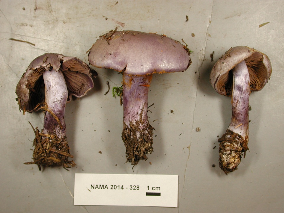 Cortinarius mutabilis image