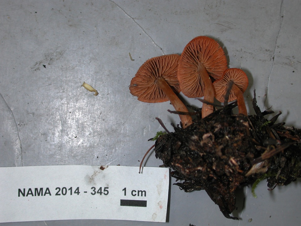 Cortinarius miniatopus image