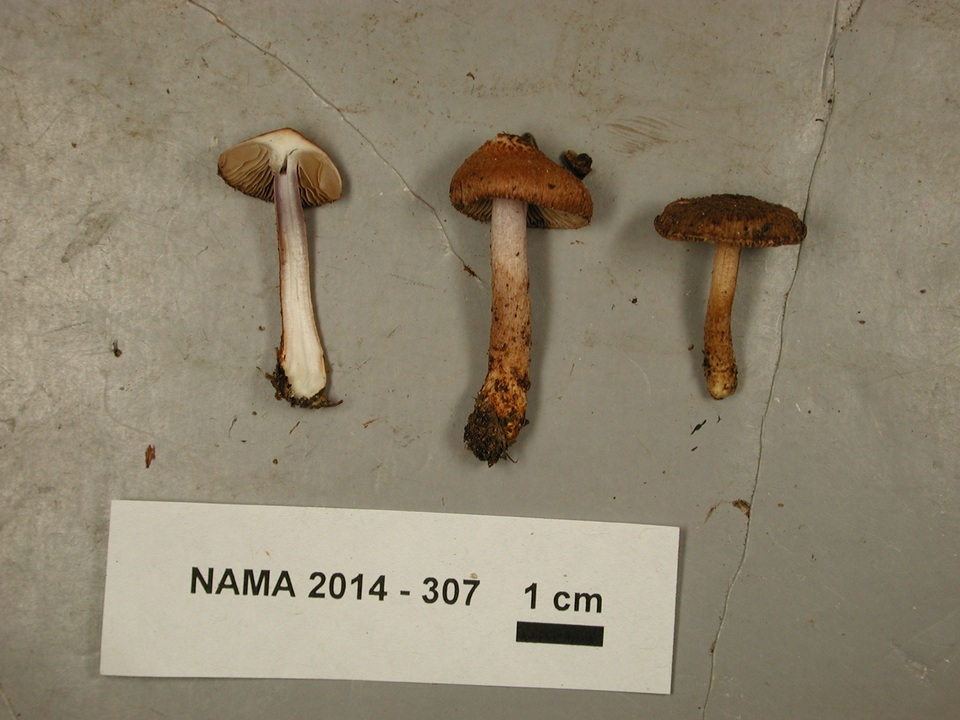 Inocybe pyrotricha image