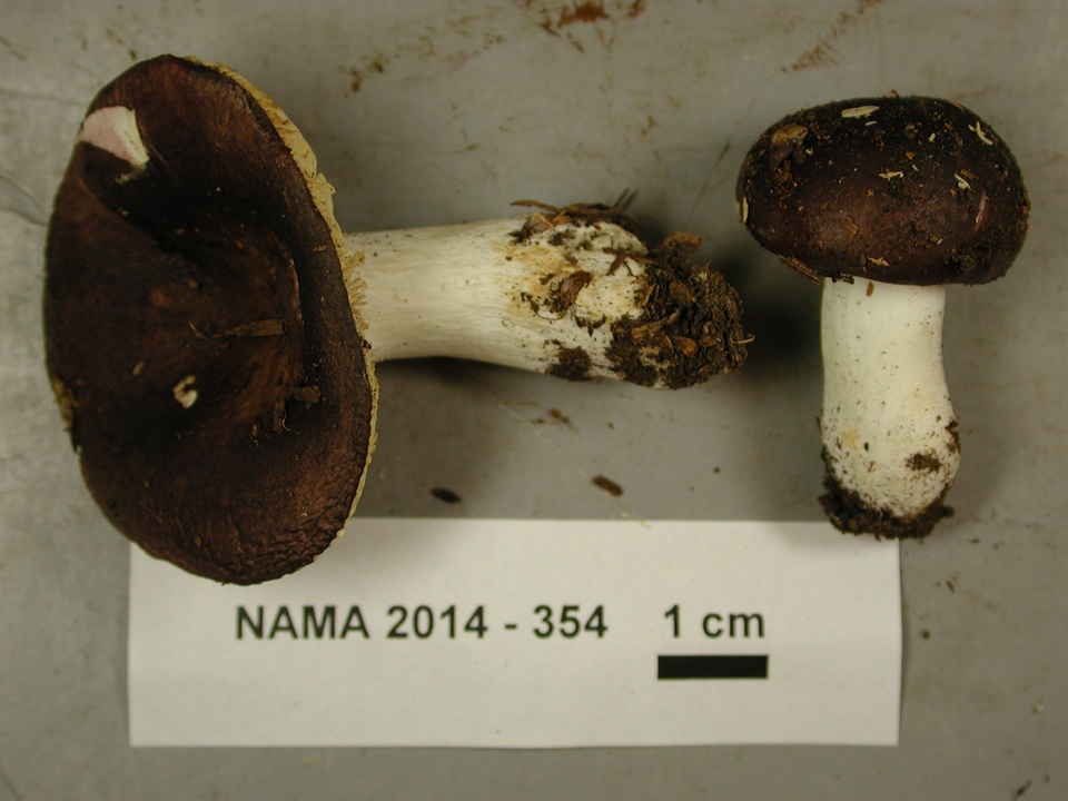 Russula laricina image