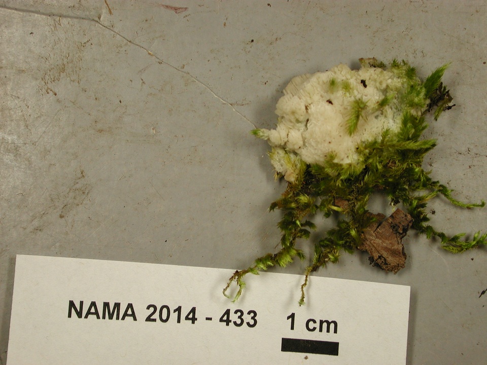 Antrodia calcitrosa image