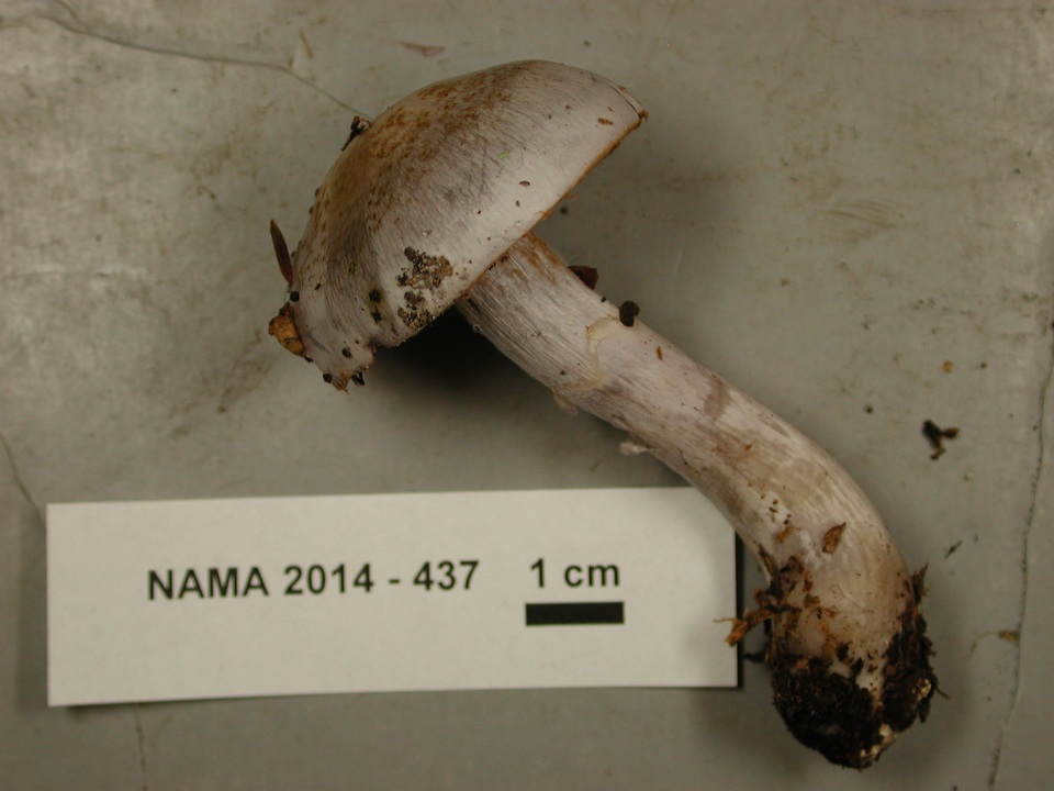 Cortinarius emunctus image
