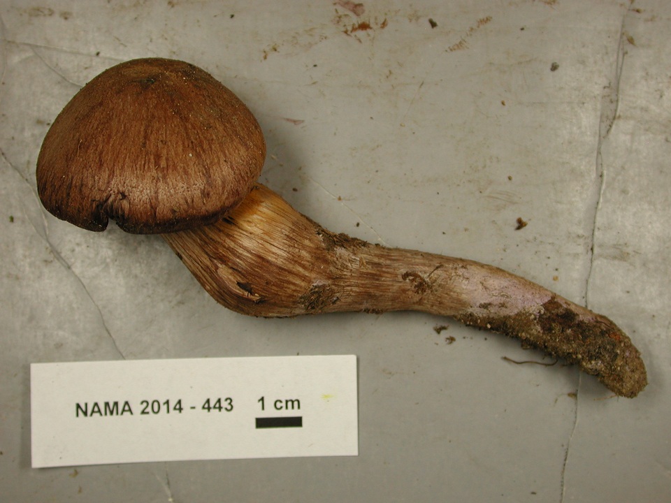 Cortinarius cacaocolor image