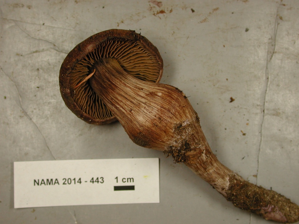 Cortinarius cacaocolor image