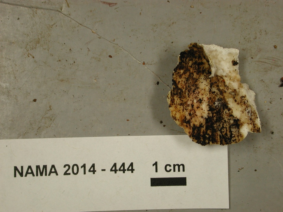 Antrodia carbonica image