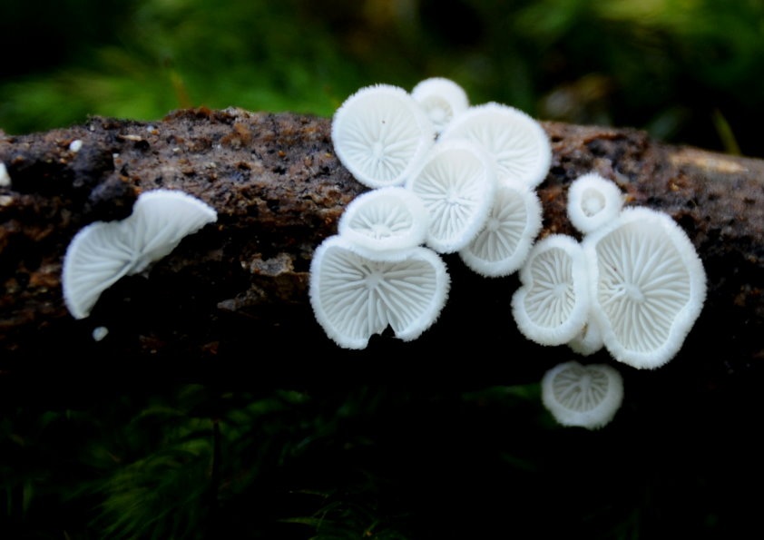 Chaetocalathus cheelii image