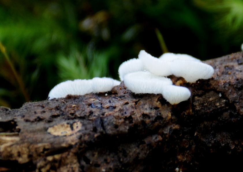Chaetocalathus cheelii image