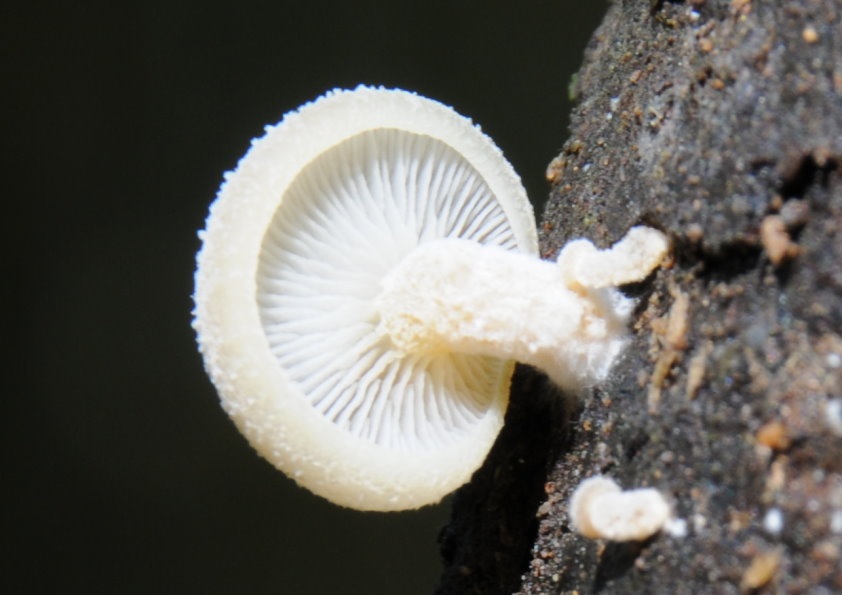 Clitocybe semiocculta image