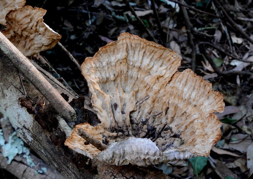 Cymatoderma elegans image