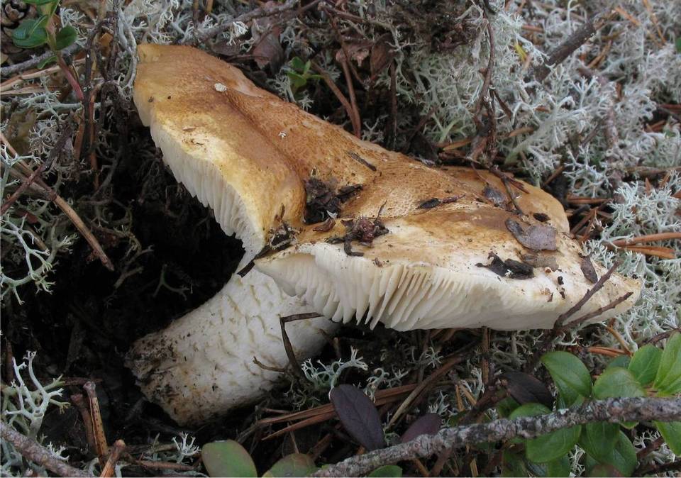 Tricholoma apium image