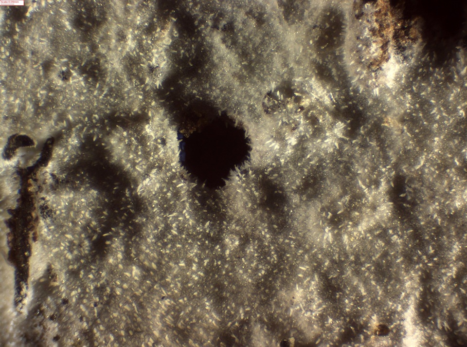 Peniophorella pubera image