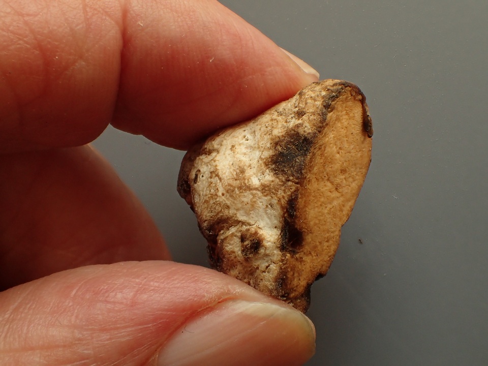 Elasmomyces mollis image