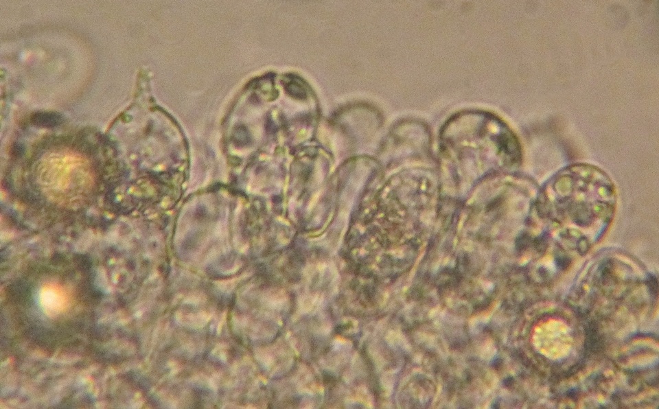 Elasmomyces mollis image
