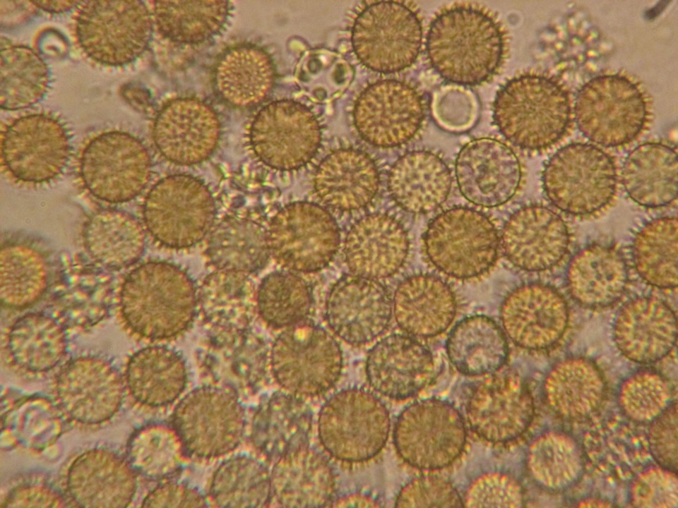 Elasmomyces mollis image