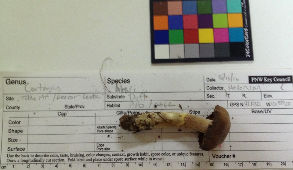 Cortinarius ahsii image