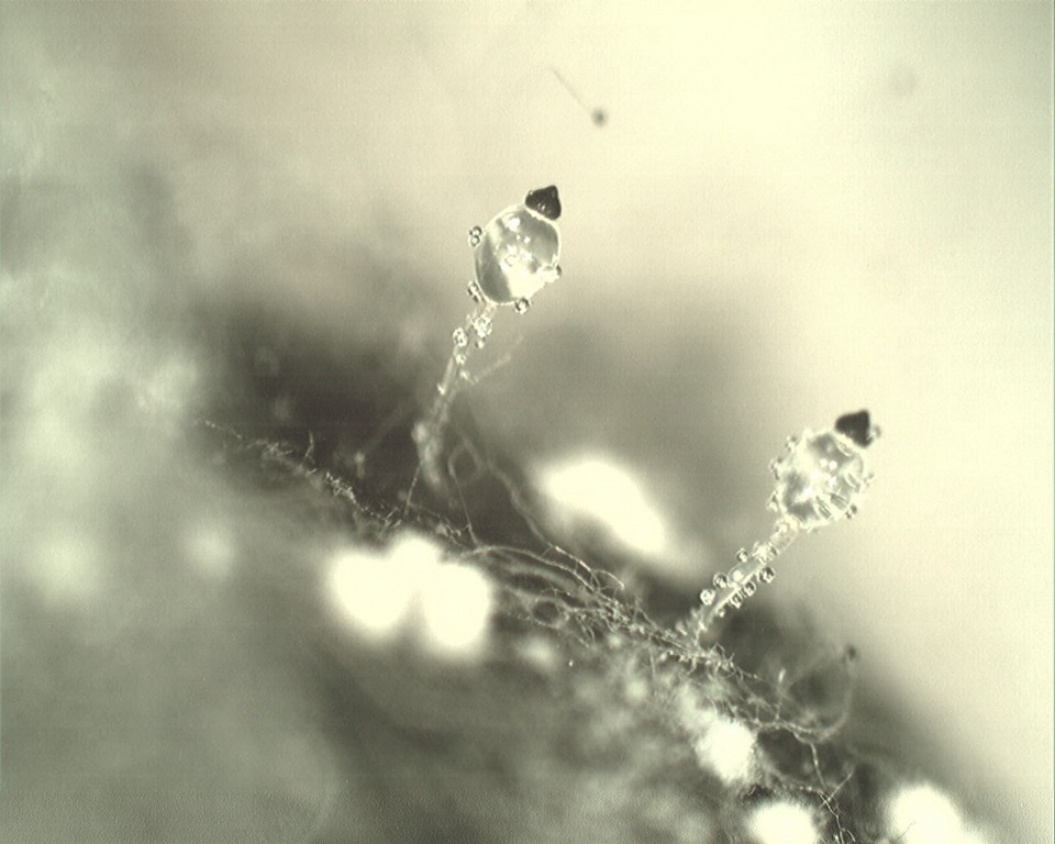 Pilobolus umbonatus image
