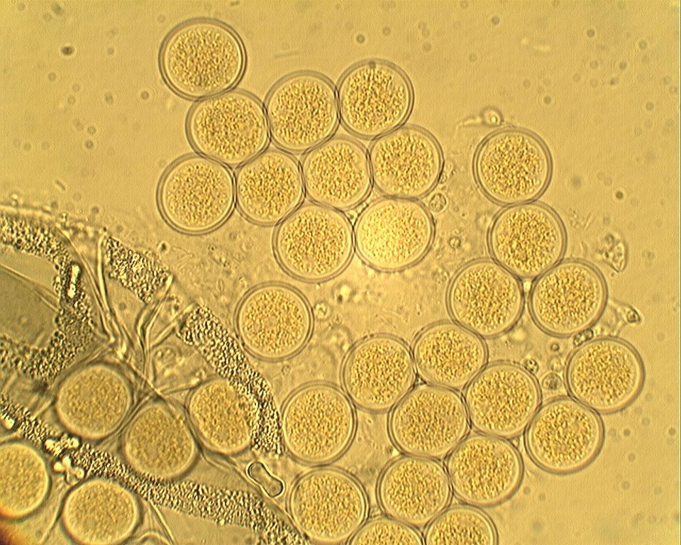 Pilobolus kleinii image