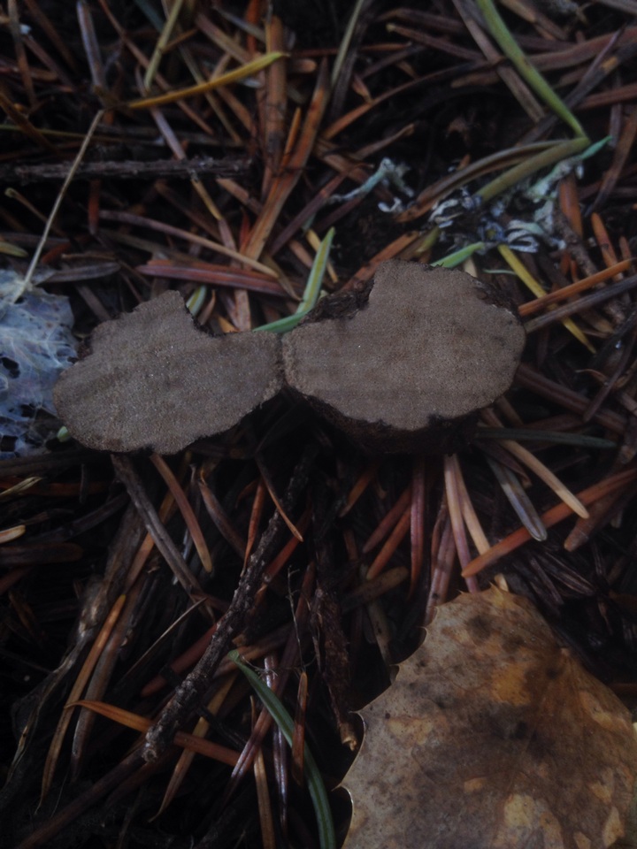 Rhizopogon villosulus image