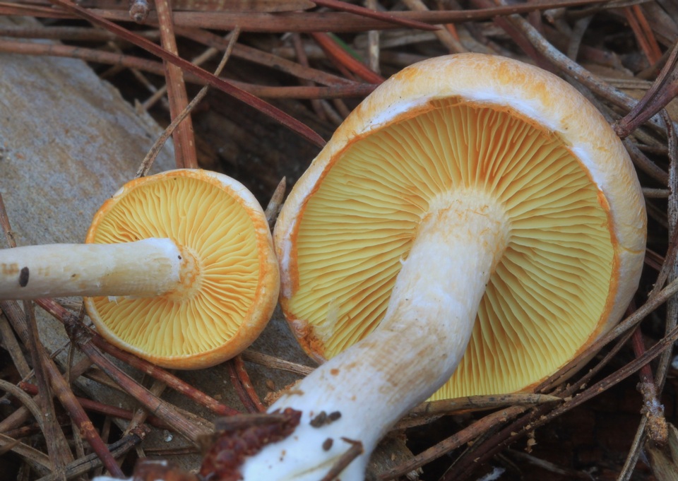 Gymnopilus allantopus image