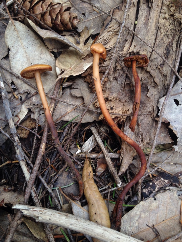 Phaeocollybia pleurocystidiata image