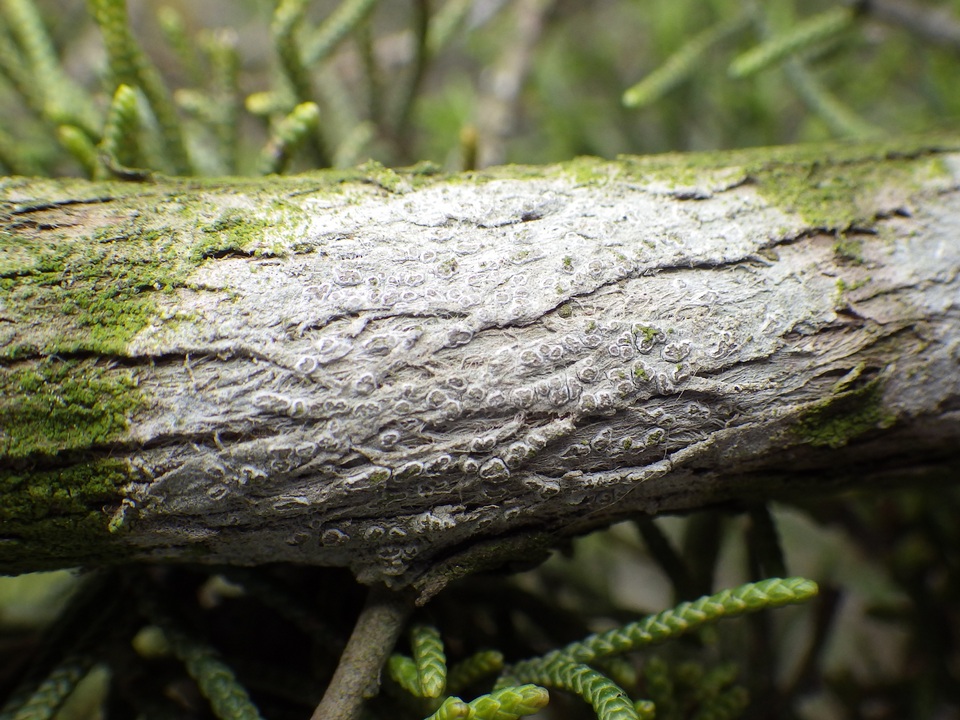 Schismatomma graphidioides image