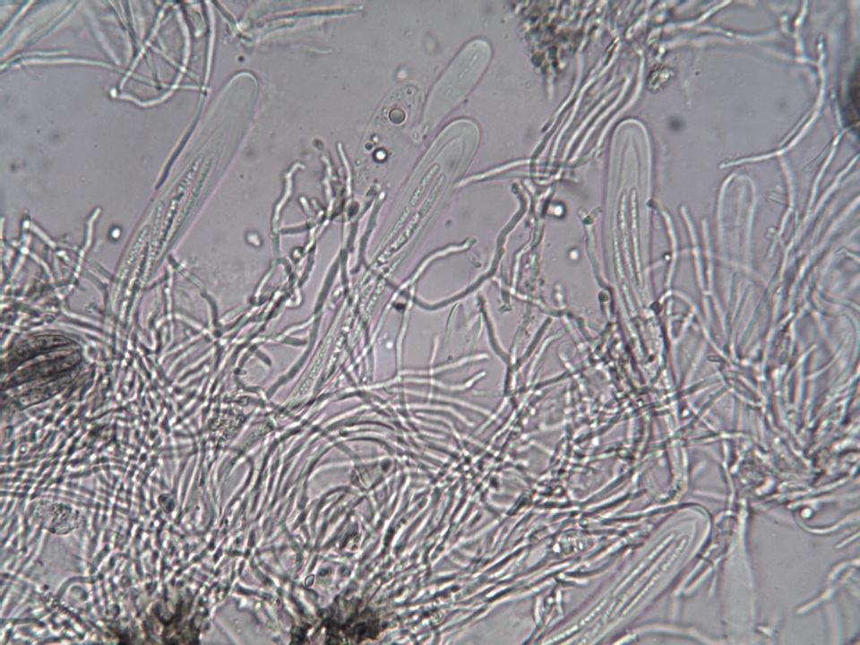 Schismatomma graphidioides image