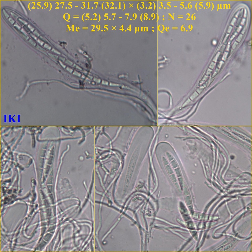 Schismatomma graphidioides image
