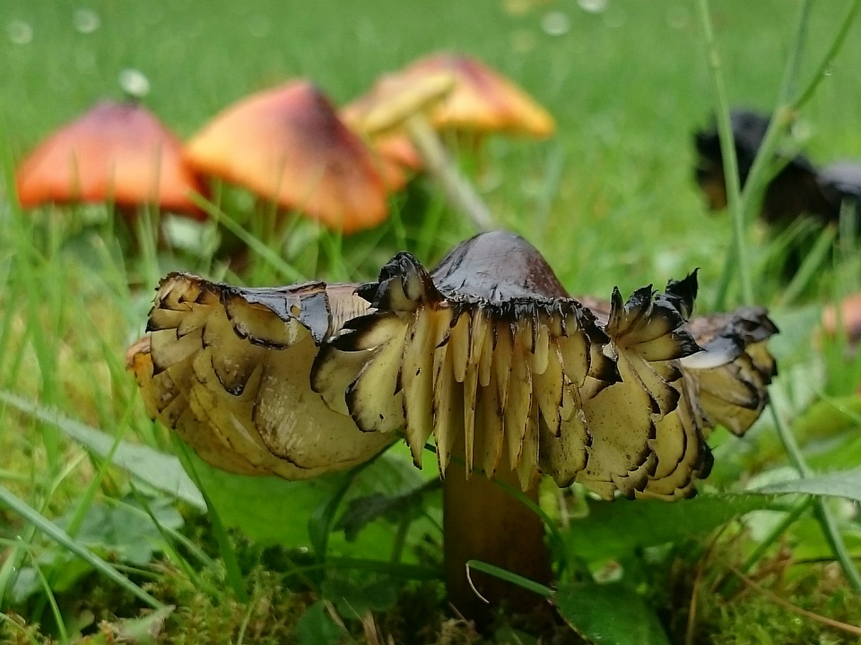 Hygrocybe conica var. conica image