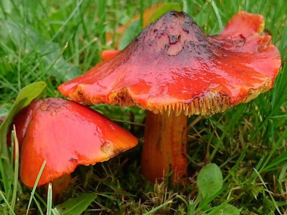 Hygrocybe conica var. conica image