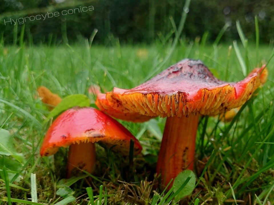 Hygrocybe conica var. conica image