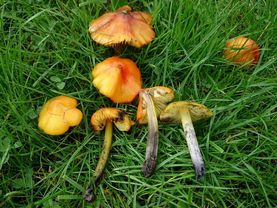 Hygrocybe conica var. conica image