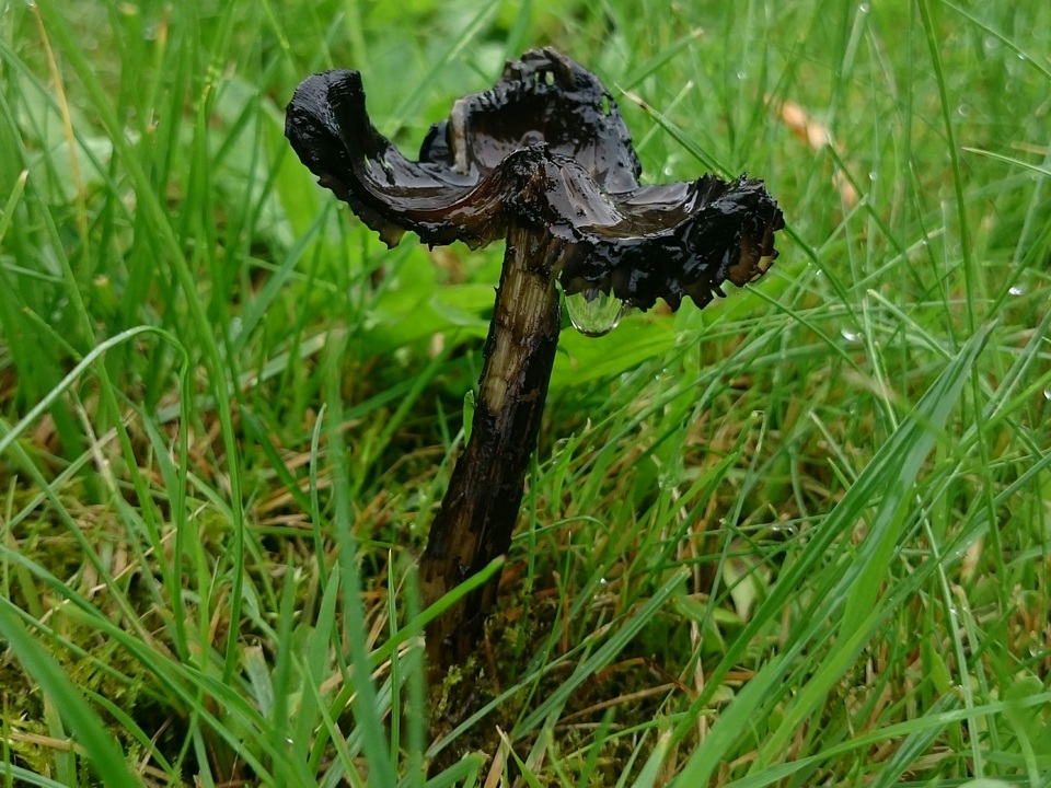 Hygrocybe conica var. conica image