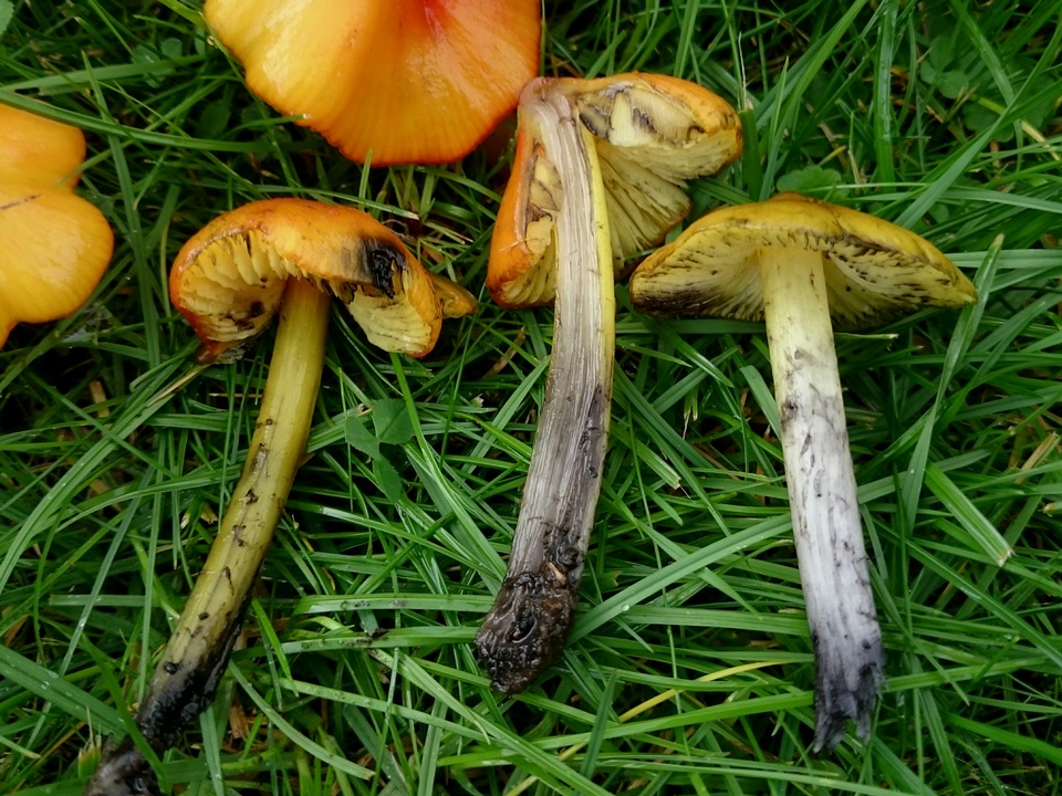 Hygrocybe conica var. conica image