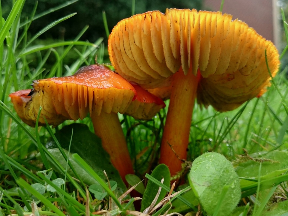 Hygrocybe conica var. conica image