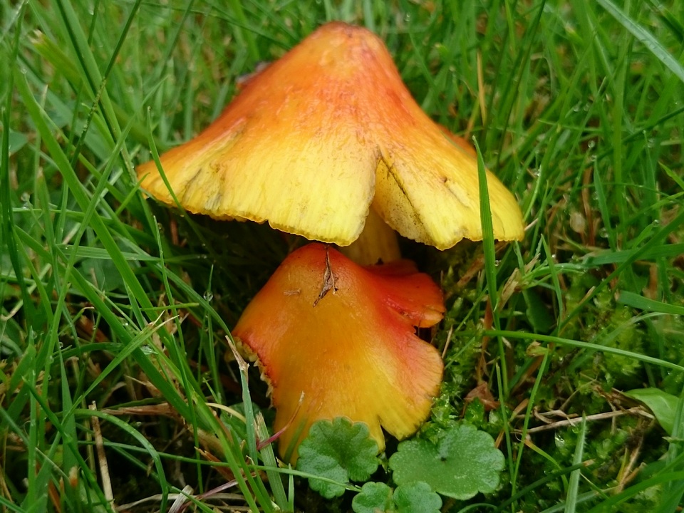 Hygrocybe conica var. conica image