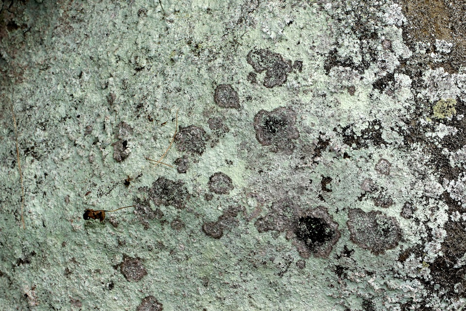 Lepraria eburnea image