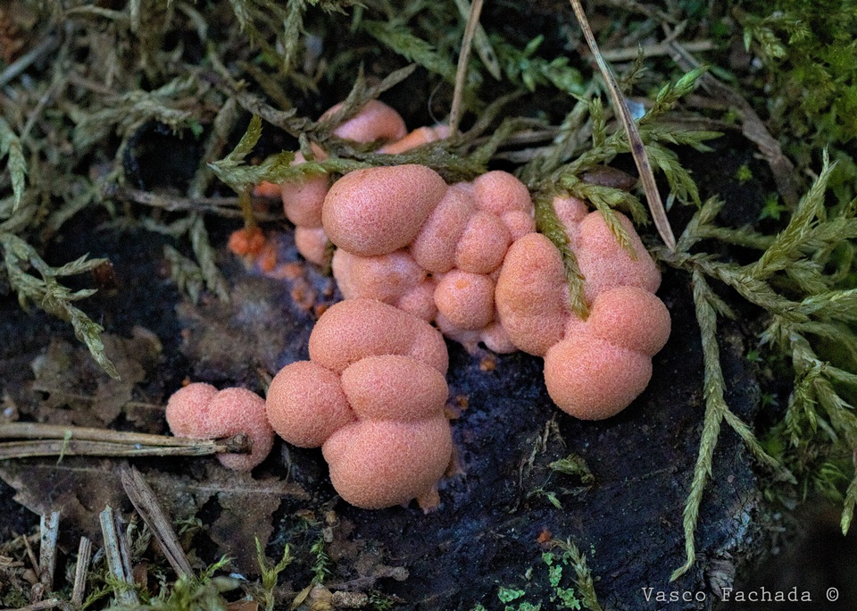 Lycogala epidendrum image