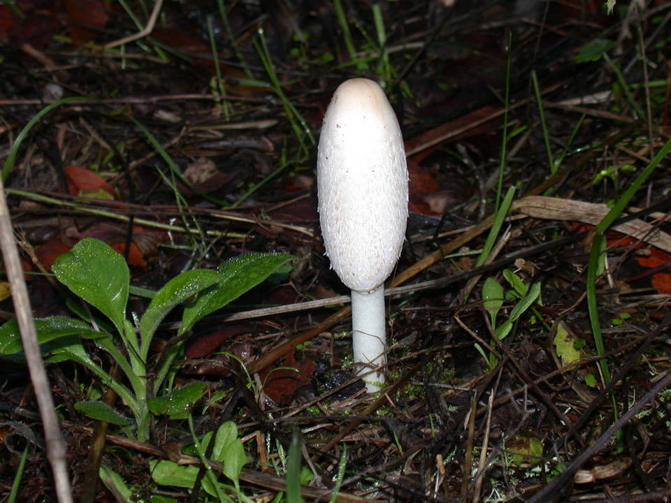 Coprinus spadiceisporus image