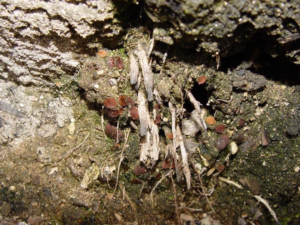 Ascobolus carbonarius image
