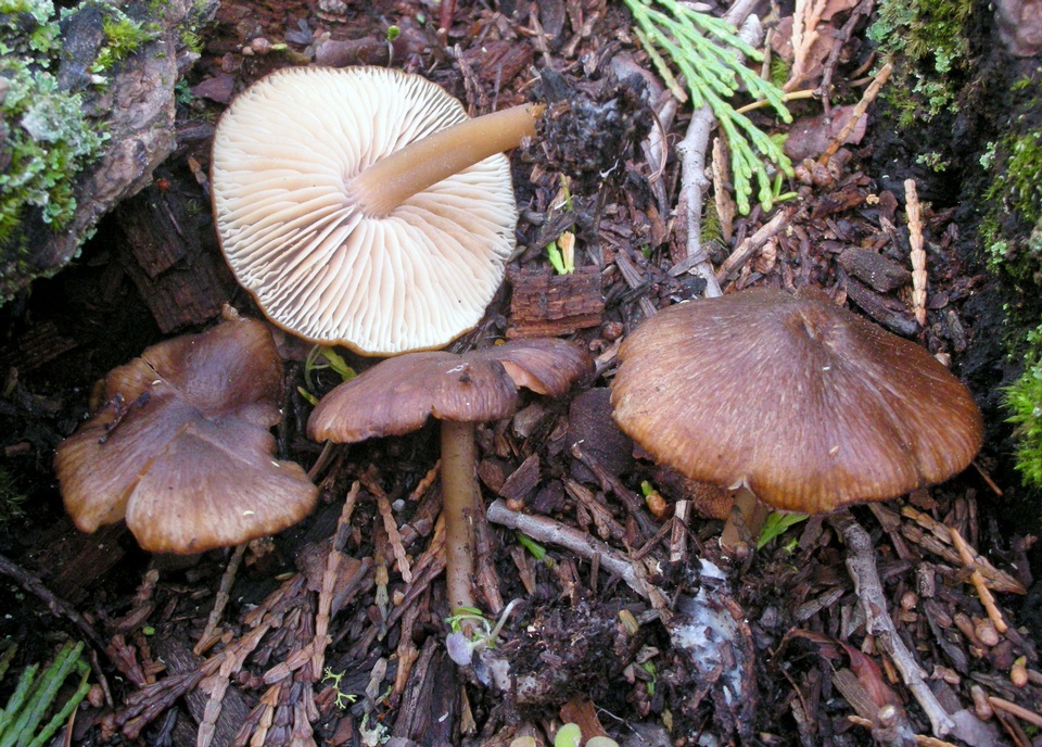 Leptonia umbilicata image