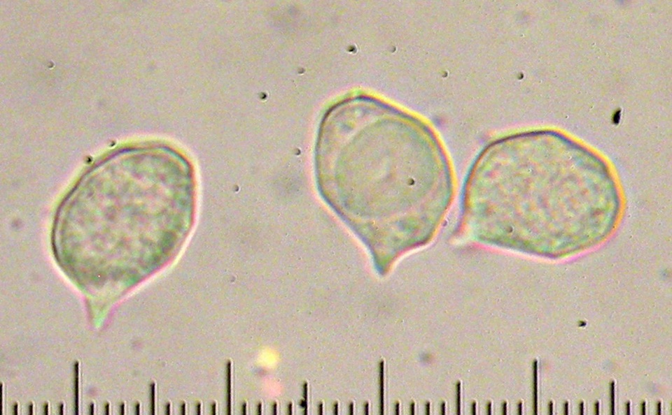 Leptonia umbilicata image