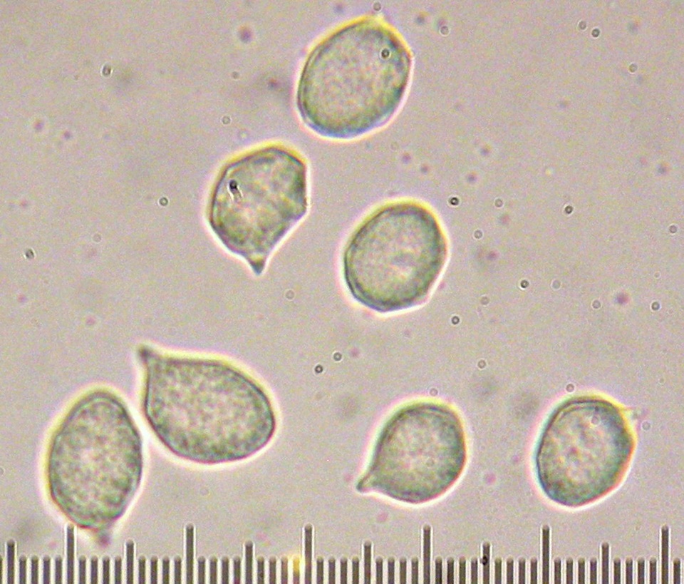 Leptonia umbilicata image