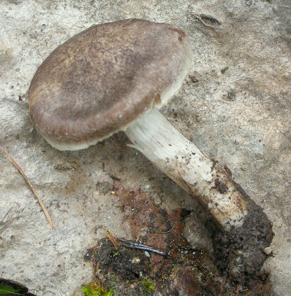 Tricholoma moseri image
