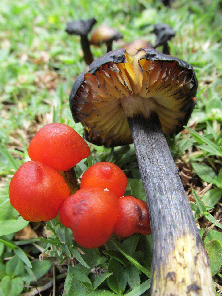 Hygrocybe nigrescens image