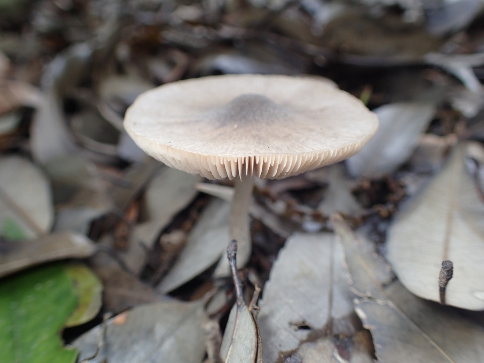 Pluteus nanus image
