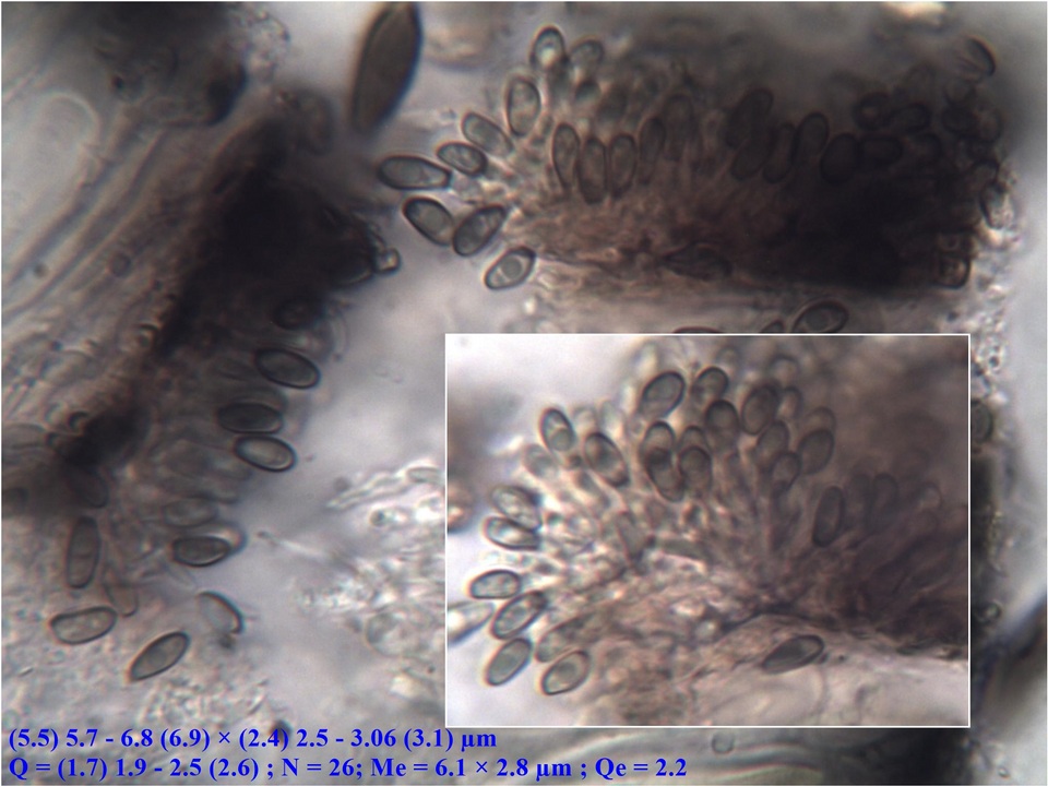 Laeviomyces pertusariicola image