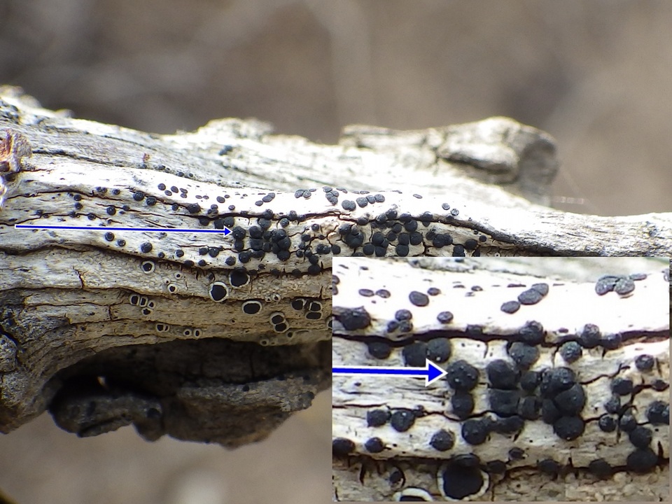 Laeviomyces pertusariicola image