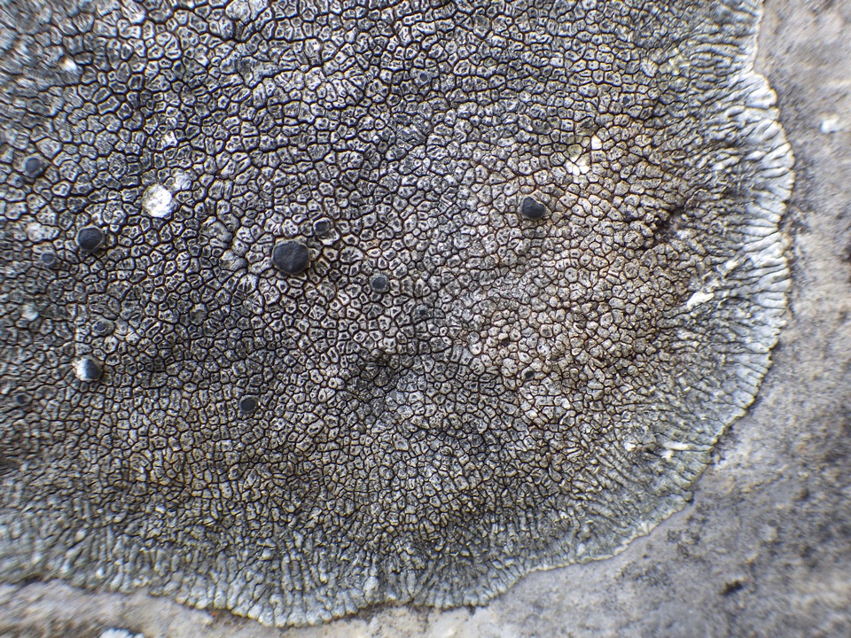Aspicilia radiosa image