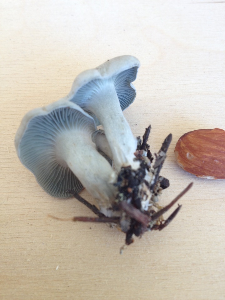 Hygrophorus caeruleus image
